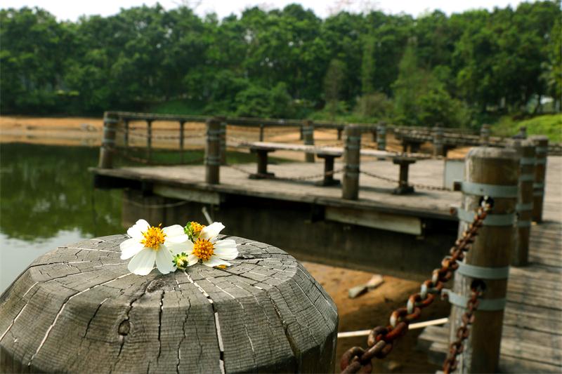 校园一角 情人桥